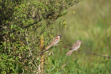 aves no arame pardal