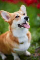 Corgi in spring flowers