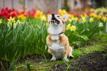Corgi in spring flowers