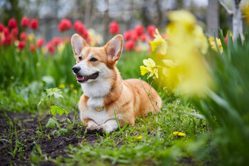 Corgi in spring flowers