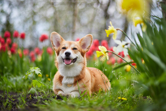 Corgi in spring flowers