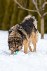 portrait of a fluffy mongrel