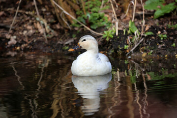 Duck