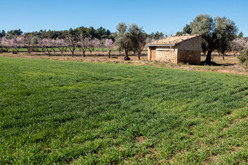 Fototapete bei efototapeten.de bestellen   