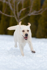 Young labrador retriever puppy frolicking in freshly fallen snow. photo during the jump.