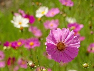 Obraz premium pink cosmos flowers