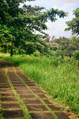 Fototapeta na wymiar Path in the middle of tropical forest in Bali