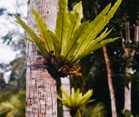 Fern plant in the jungle. Tropical plant concept