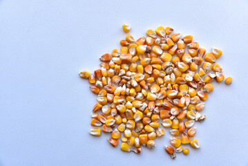 Corn seeds on a white background