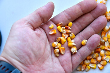 Corn seeds on a white background and in hand