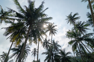 Fototapeta na wymiar Beautiful coconut trees in blue sunny day