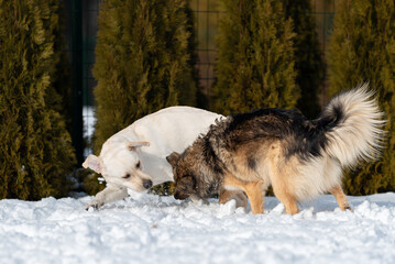 a mongrel dog and a purebred labrador are playing in a snowy yard.