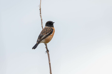 Cape thrush perched on a twig by the river in South Africa