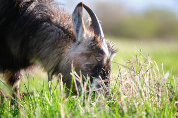 Domestic milk goat with long beard and horns grazing on green farm pasture on summer day. Feeding of cattle on farmland grassland