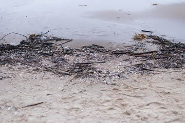 Morze i muszelki.  © Jadzia