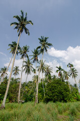 Fototapeta na wymiar Peaceful green scenery of coconut trees