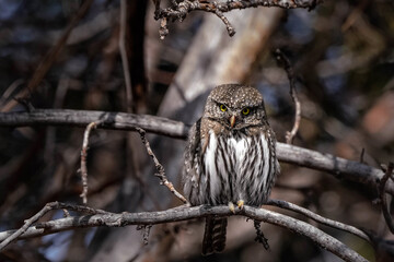 Northern Pygmy Owl