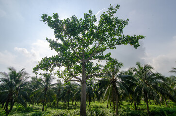 Green trees at the coconut plantation