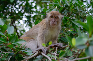 Monkey eat fruit at trees.