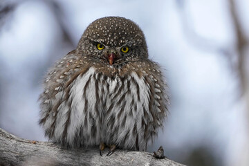 Northern Pygmy Owl - Close