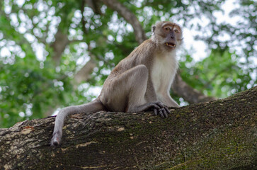 Obraz premium Monkey portrait on tree. Malaysia rainforest animal.