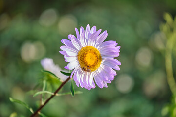 Purple sunlit chamomile flower blooming on summer flowerbed in green sunny garden