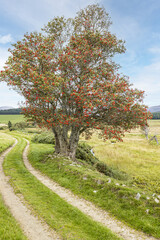 Fototapeta na wymiar A mature Rowan Tree (Mountain Ash) laden with berries in the Braes of Glenlivet near Tomintoul, Moray, Scotland UK.