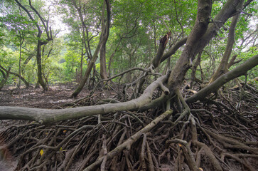 Mangrove tree forest at Malaysia.