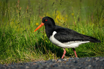 Eurasian Oystercatcher - Iceland
