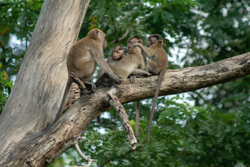 Fototapeta na wymiar Monkey family have fun on tree.