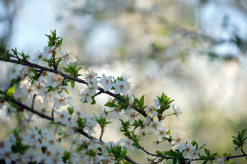 Twigs of cherry tree with white blossoming flowers in early spring