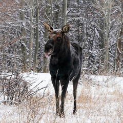 Fototapeta na wymiar Bull Moose - winter