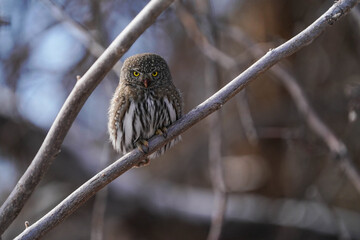 Northern Pygmy Owl