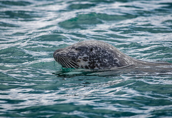 Fototapeta premium seal in water