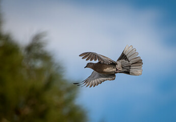Dove in flight