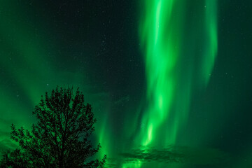 aurora borealis over the tree