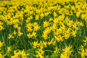 Photo of early spring daffodils, macro photography 