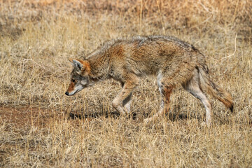 Coyote - Colorado