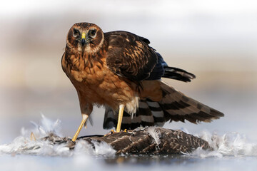 Female Northern Harrier