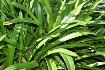 Green foliage of Agapanthus umbellatus