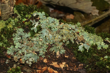 Blasenflechte auf einem Baumstamm, Hypogymnia physodes