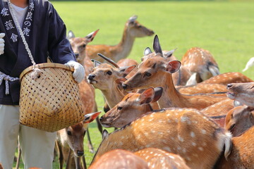 夏の鹿寄せでドングリをもらう奈良公園の鹿たち