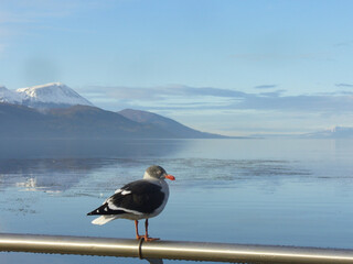 seagull looking at the sea