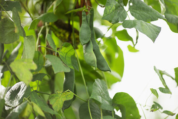 Green bean pods on a plantation. Harvest of beans