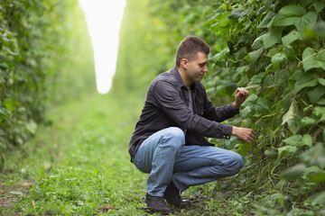 Farmer on a green bean plantation. Agricultural industry
