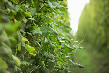 Large green bean plantation. Harvest of beans