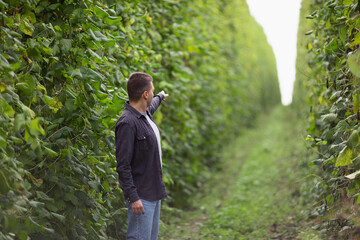 Naklejka na ściany i meble A farmer demonstrates a large green bean plantation