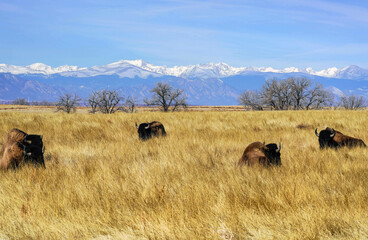 Fototapeta na wymiar Colorado - American Bison