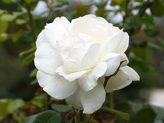 white rose flower close up in sunlight