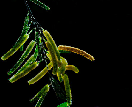 Honey Mesquite Tree Pods On Black Background